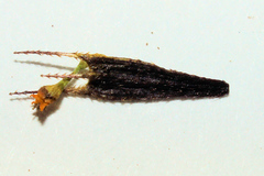 Bidens comosa