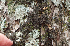 Leptogium laceroides