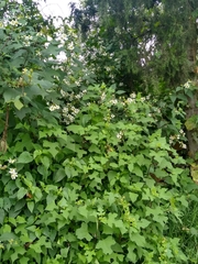Montanoa frutescens