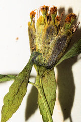 Bidens comosa
