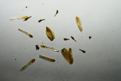 Bidens comosa