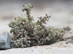 Stereocaulon dactylophyllum