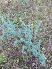 Chamaecytisus ruthenicus