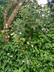 Montanoa frutescens