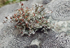 Stereocaulon dactylophyllum