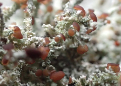 Stereocaulon dactylophyllum