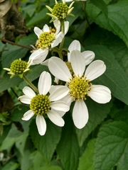 Montanoa frutescens