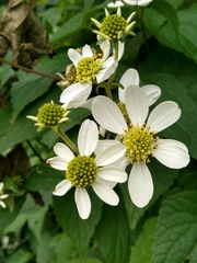 Montanoa frutescens