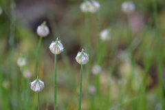 Allium canadense canadense