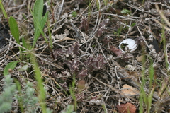 Orbea pulchella