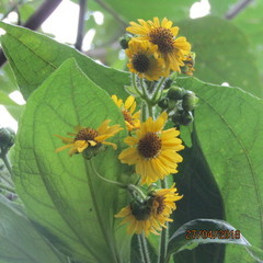 Smallanthus pyramidalis