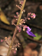 Coleus bojeri
