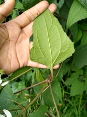 Montanoa frutescens