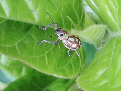Naupactus bellus