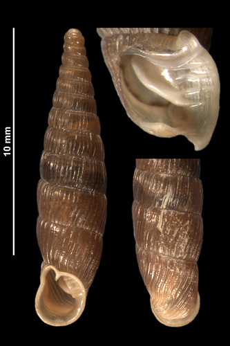 Macrogastra plicatula