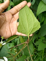 Montanoa frutescens