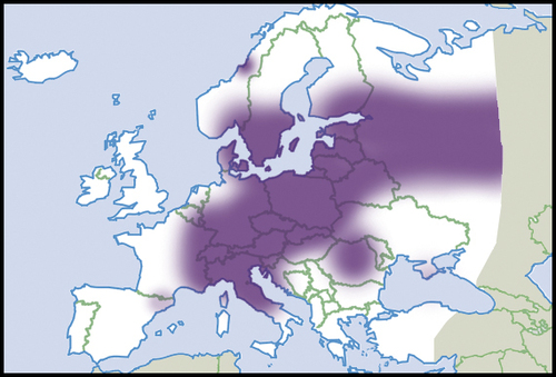 Macrogastra plicatula
