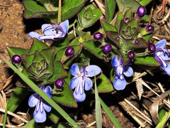 Rotheca hirsuta