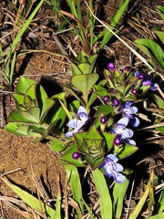 Rotheca hirsuta
