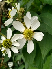 Montanoa frutescens