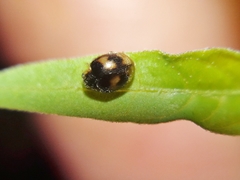 Diomus tucumanus