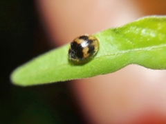 Diomus tucumanus