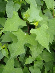 Montanoa frutescens