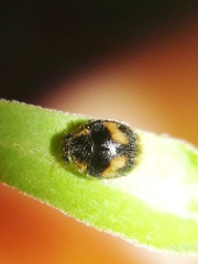 Diomus tucumanus