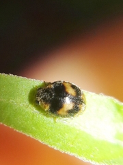 Diomus tucumanus
