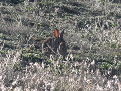 Oryctolagus cuniculus