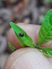 Diomus tucumanus