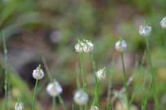 Allium canadense canadense