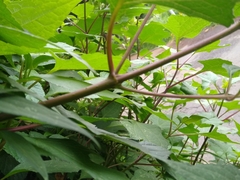 Montanoa frutescens