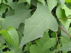 Montanoa frutescens