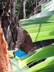 Morpho menelaus coeruleus