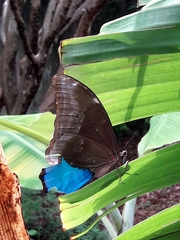 Morpho menelaus coeruleus
