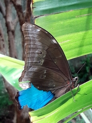 Morpho menelaus coeruleus