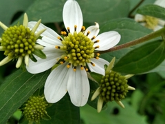 Montanoa frutescens