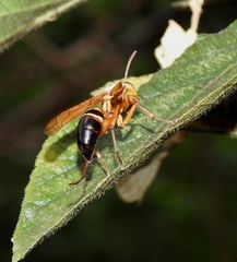 Agelaia constructor