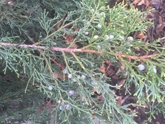 Juniperus virginiana