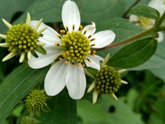 Montanoa frutescens