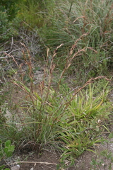 Cymbopogon marginatus
