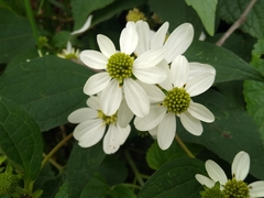 Montanoa frutescens