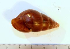 Limicolaria