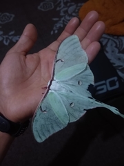 Actias truncatipennis