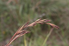 Cymbopogon marginatus
