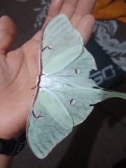 Actias truncatipennis