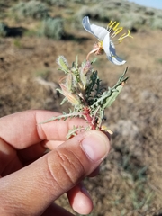 Oenothera pallida
