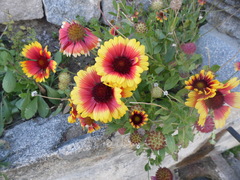 Gaillardia × grandiflora