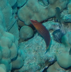 Pseudocheilinus octotaenia